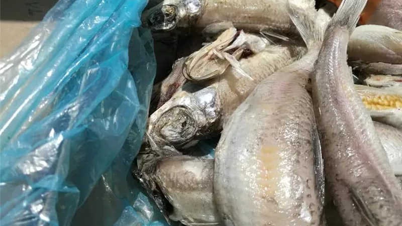 ضبط اسماك غير صالحة للاستهلاك الأدمي بحلايب