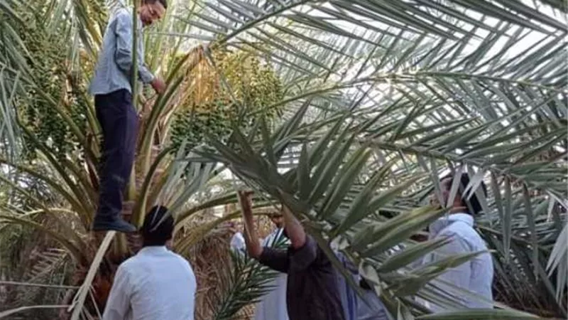 دورة تظريبية لخدمه النخيل ومعاملات الزراعية ماقبل ومابعد الحصاد بسيوة