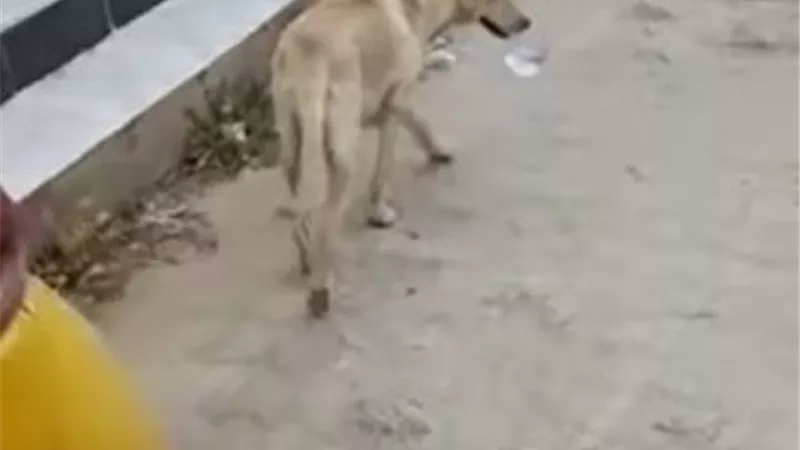 يجلب الماء إلى أقرانه الكلاب في وعاء.. فيديو