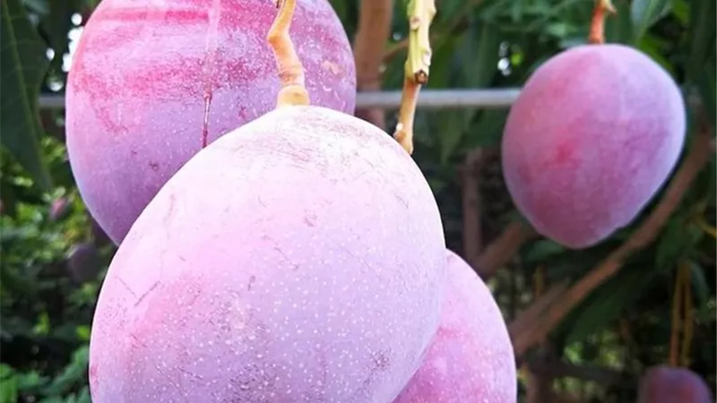 حراسات خاصة وكاميرات مراقبة لشجرة مانجو