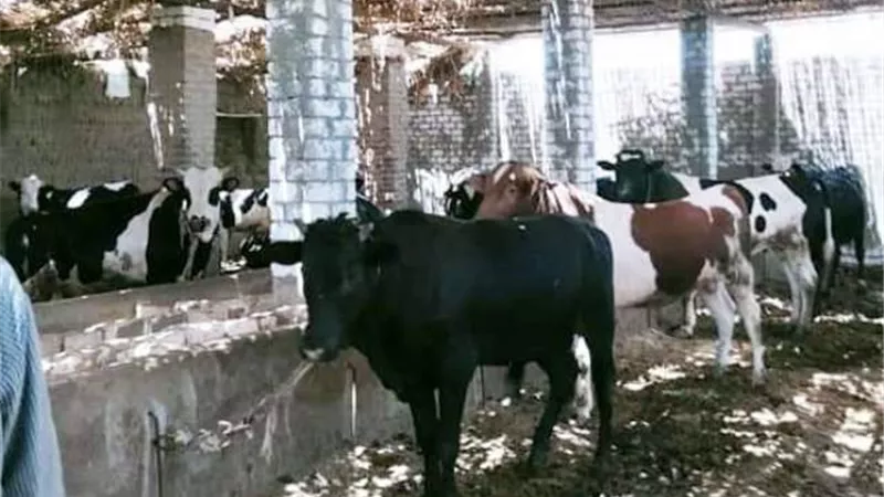بدء الحملة القومية الثانية لتحصين الماشية ضد الحمى القلاعية غدا فى الفيوم