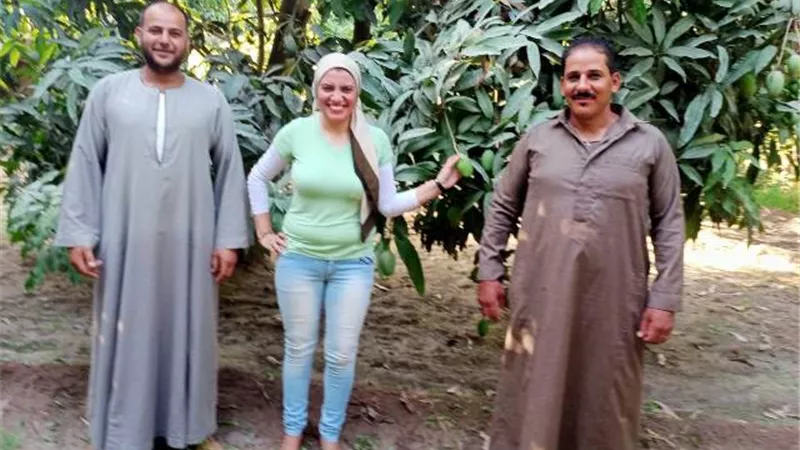 العوامل الجوية تطيح بعرش ملكة الفواكه في الإسماعيلية لموسم استثنائي..فيديو وصور