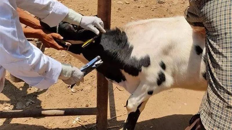 تحصين 14862 رأس ماشية خلال الحملة القوميه الثانية لمقاومه الحمى القلاعية وحمى الوادى المتصدع بالدقهلية