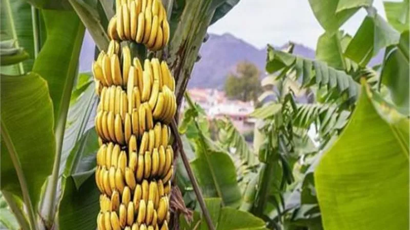 الزراعة توصيات فنية لمزارعي محصول الموز يجب مراعاتها خلال شهر يوليو