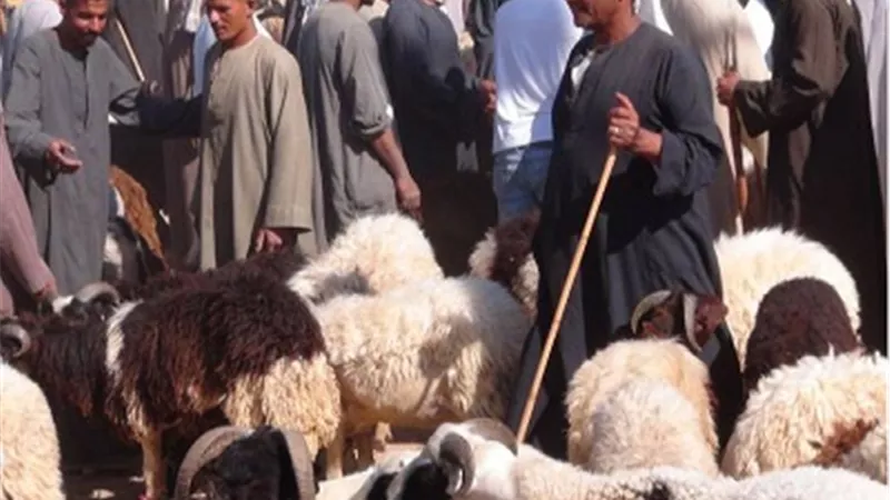 الزراعة: تعرف على مواصفات الأضحية قبل الشراء