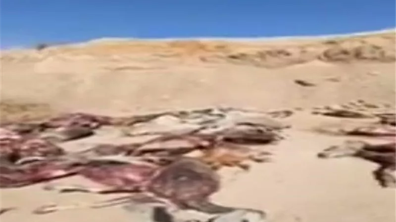 كشف لغز العثور على 