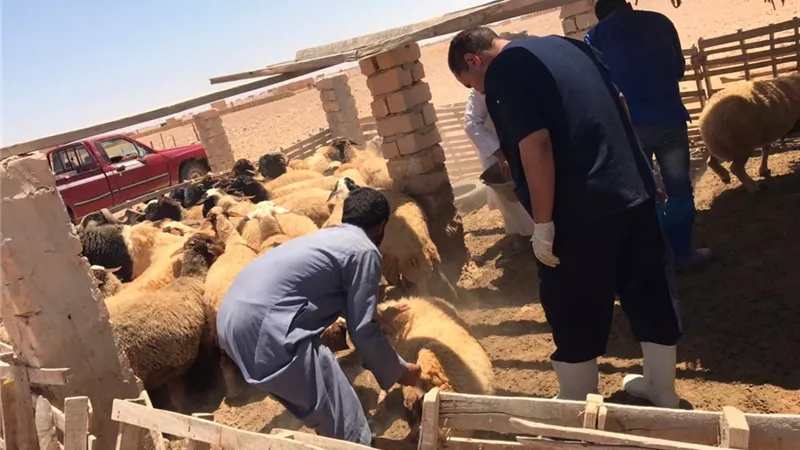 قافله بيطريه إلى مرسي مطروح بمنطقه القطراني