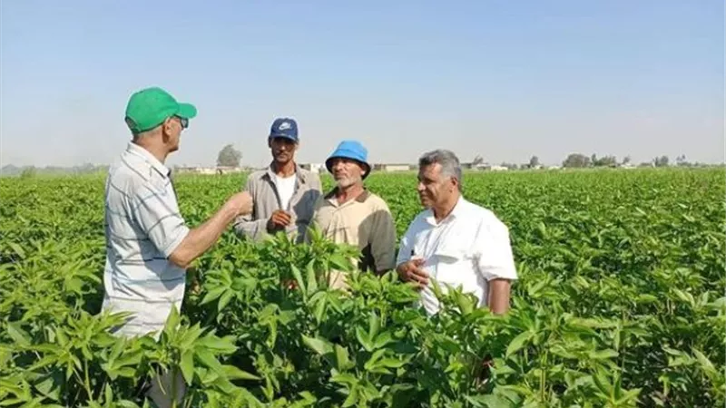 متابعات ميدانية لحقول القطن شرق الإسماعيلية ..صور
