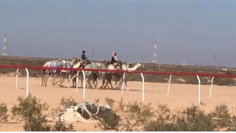 غدا انطلاق بطولة الهجن الدولية بالعلمين