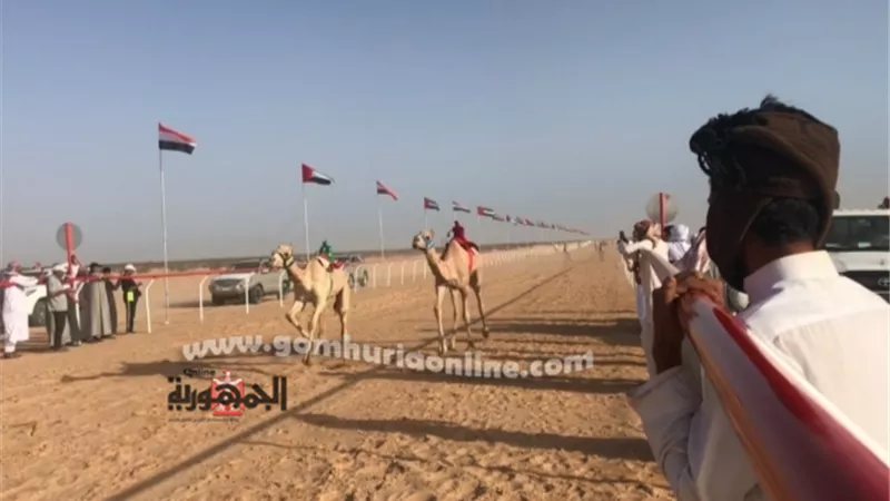 نجاح كبير لمهرجان الهجن بالعلمين في يومه الثاني .. صور