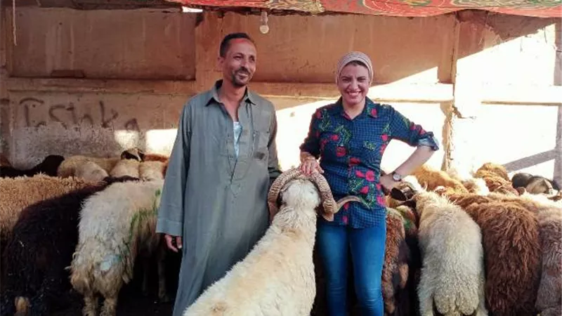 إرتفاع نسبي لأسعار الأضاحي في الإسماعيلية و الغرفة التجارية توضح الأسباب ..فيديو وصور