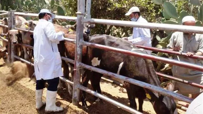 بيطرى الشرقية يُحصن 87 ألفا رأس ماشية ضد مرض الحمى.. بالصور