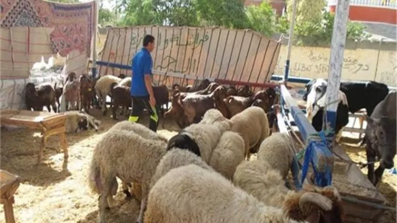 التموين رفعت حالة الطوارئ:طرح ٣٠٠ رأس ماشية بالمجمعات يوميا استعداداً لعيد الاضحي