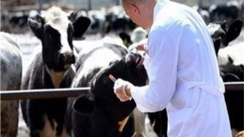 حملة بيطرية لتحصين المواشى بالاسكندرية