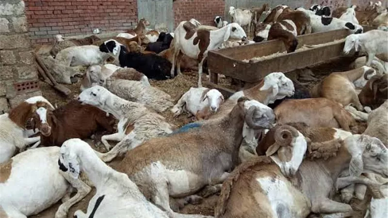 زراعة البحر الأحمر: اسعار الخراف ٦٢ جنيها قائم و٥٨ جنيها للعجول