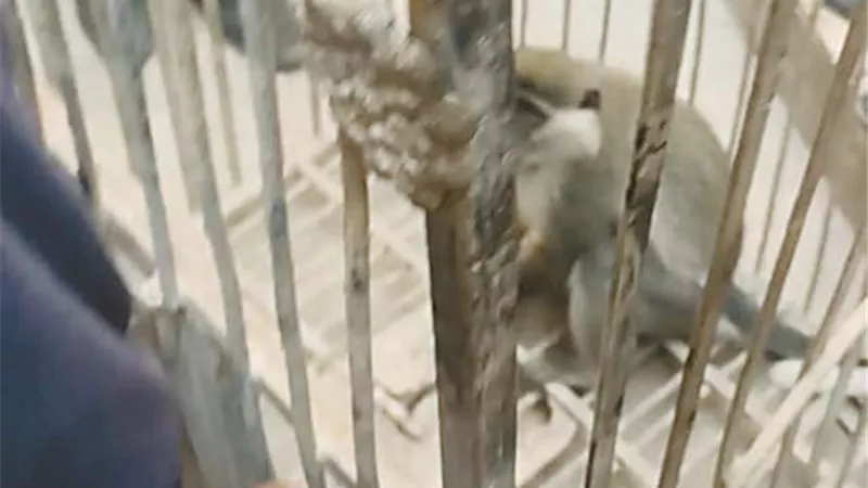 النسناس الشقي.. يثير الذعر في 