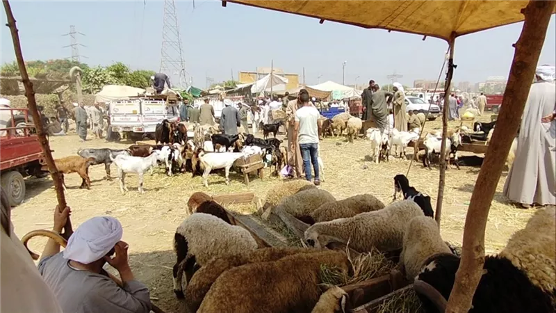 ارتفاع أسعار الأضاحي قبل أيام من العيد.. وإقبال متوسط على أسواق الماشية