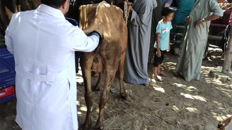قافلة طبية بيطرية مجانية فى قرية العامرية بالفيوم