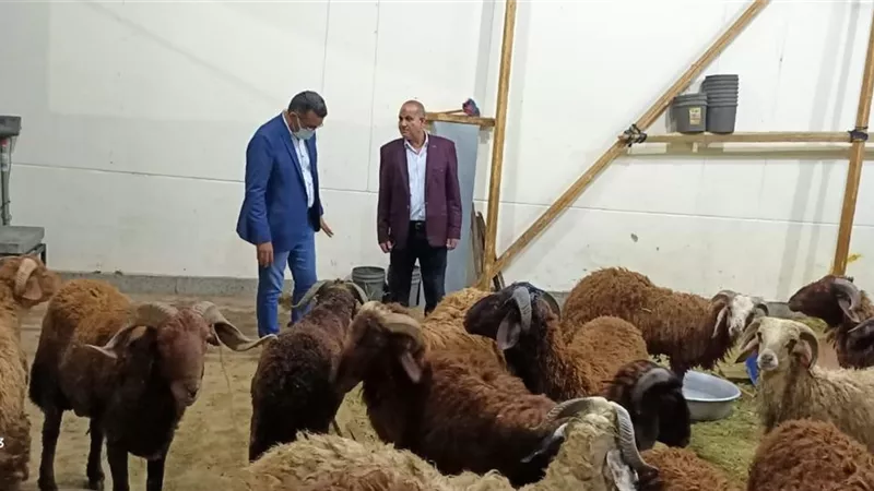 شادر تموينى لبيع الخراف بالأقصر بسعر ٦٥ جنيه للكيلو