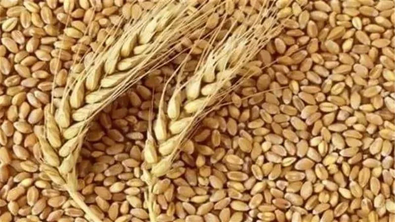 المنيا تعلن انتهاء موسم توريد القمح هذا العام واستقبال 373 الف طنا