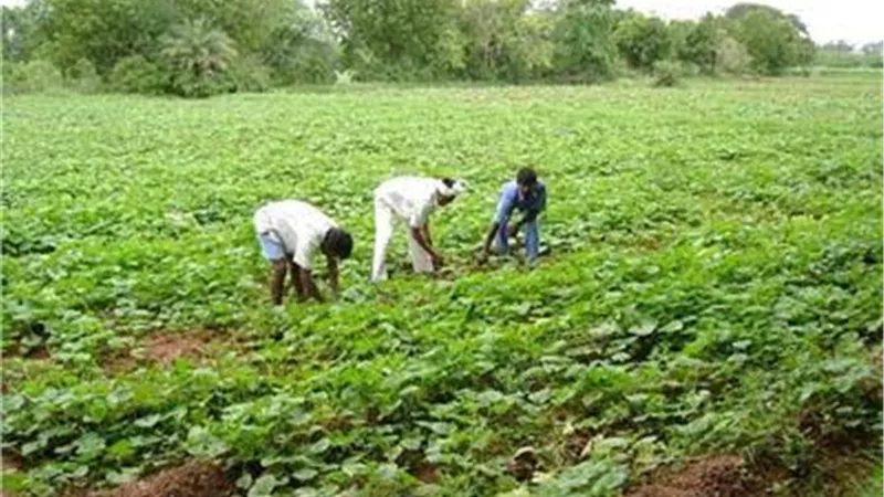 الزراعة تنظم ورشة عمل تدريبية فى مجال