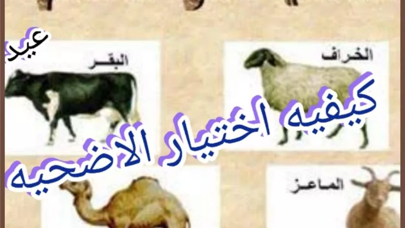 شروط اختيار الأضحية لعيد الأضحى