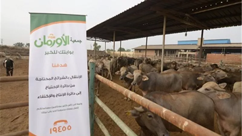 ١٥عجل بلدى للأسر الأكثر احتياجًا من الأورمان لفقراء مطروح