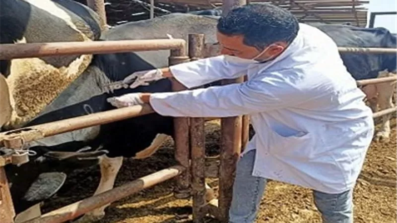 بيطري الشرقية : فحص و إختبار 7079 رأس ماشية ضد البروسيلا والدرن