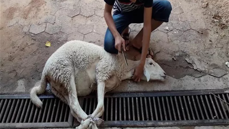 ماذا يقال عند ذبح الأضحية