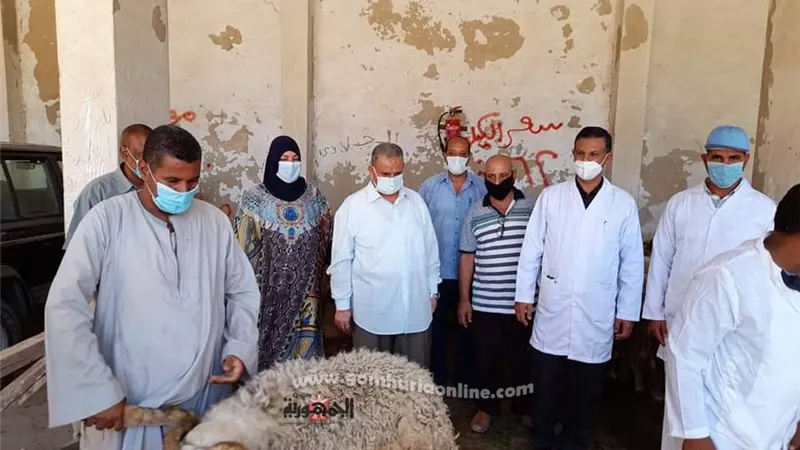 تعرف على أماكن بيع خراف اضاحي العيد بالبحرالأحمر