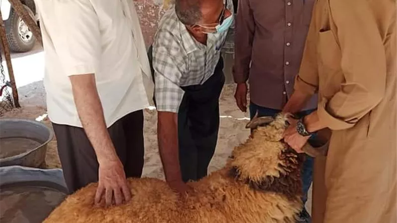 لجنه بمطروح للمرور على أماكن بيع الأضاحي للتأكد من صحة وسلامة الحيوانات المعروضة للبيع