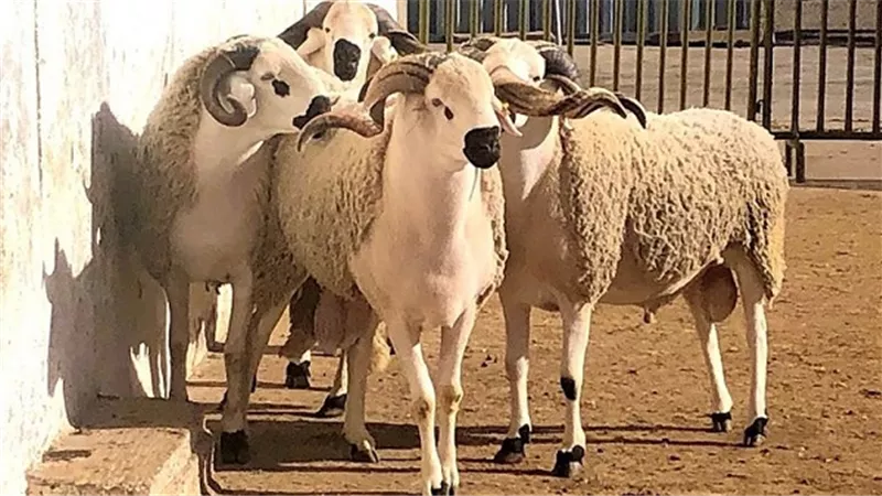 6 اداب يجب ان يلتزم بها المضحى عند الذبح.. تعرف عليها