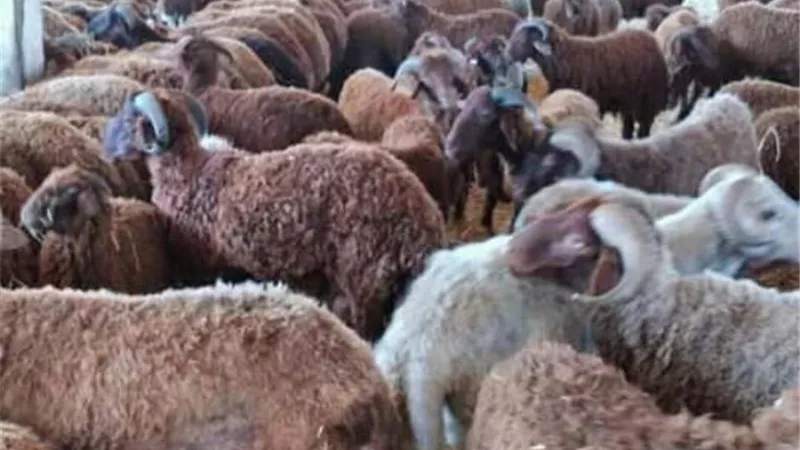 حظر ذبح الأضاحي خارج المجازر الحكومية في الإسماعيلية