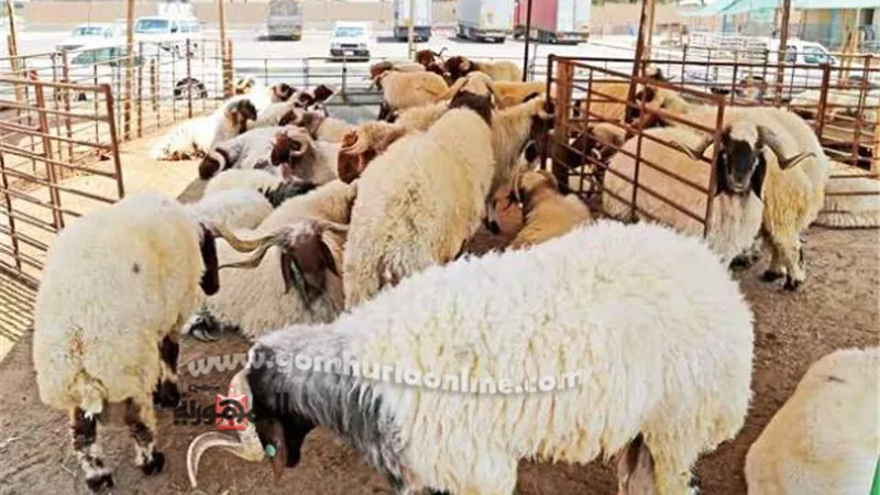 الشرقية استعدت لاستقبال عيد الأضحى المبارك