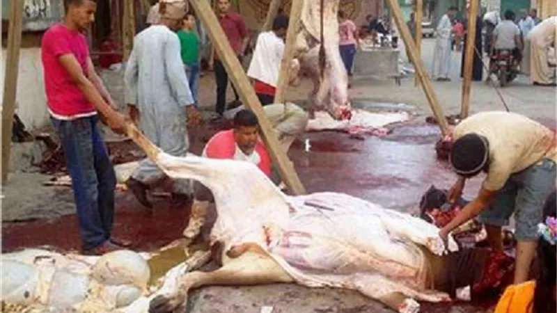 ما حكم الشرع فيمن يذبح فى الطرق العامة ويلقى بمخلفات الذبح بها ؟ .. دار الإفتاء تجيب