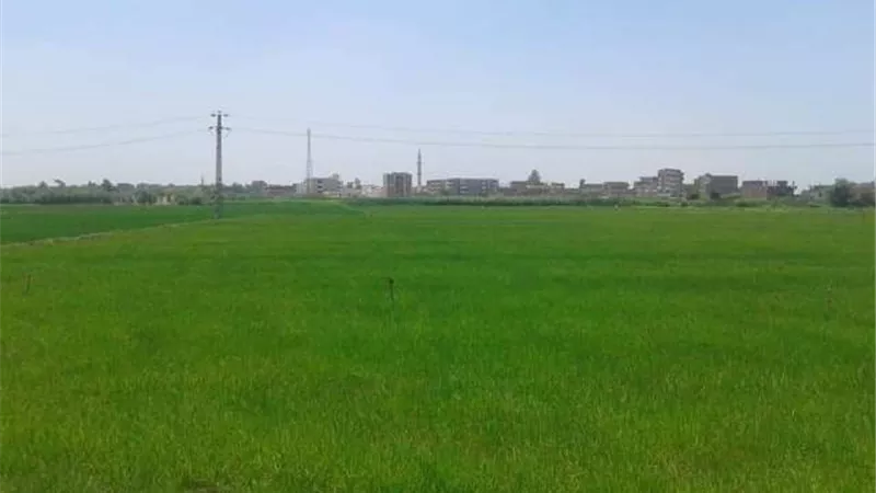 زراعة الشرقية تُنفذ يوم حصاد لمحصول الأرز بقرية السُدس في الإبراهيمية