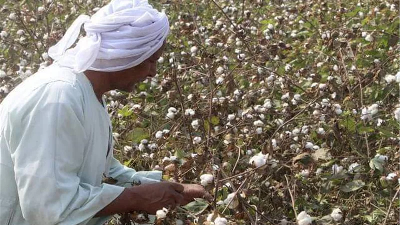 بعد زيادة الطلب العالمي والمحلي.. الذهب الأبيض يستعيد عرشه