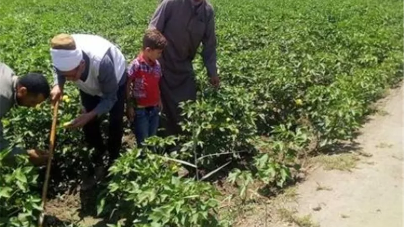 مدير مكافحة الإسماعيلية يقدم ارشادات مهمة لمزارعي القطن خلال يوليو واغسطس