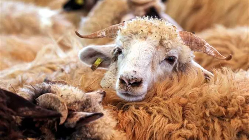 سِنّ الأضحية .. الضأن ما بلغ 6 أشهر فأكثر