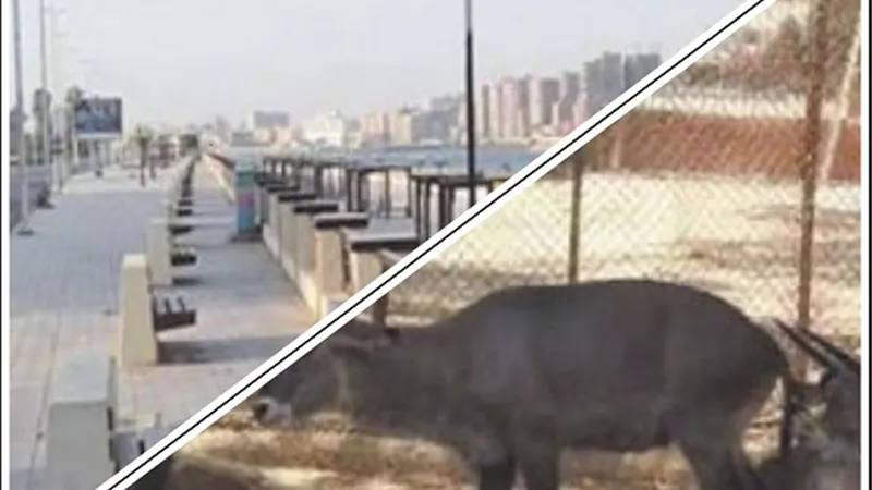 احتفلوا بالعيد براحتكم .. وخلوا بالكم من صحتكم