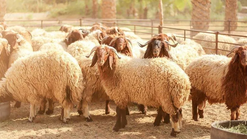 هل تصح الأضحية إذا كانت أنثى ويشترك فيها أسرتان؟ .. تعرف على الإجابة| فيديو