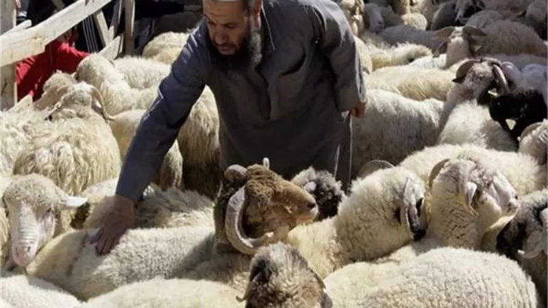 هل يجب تقسيم الأضحية إلى ثلاثة أثلاث؟ دار الإفتاء تجيب | فيديو