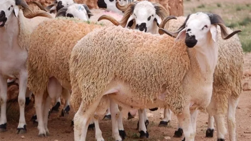 حكم المشاركة في الأضحية عن طريق جمعية خيرية؟ الإفتاء تجيب | فيديو