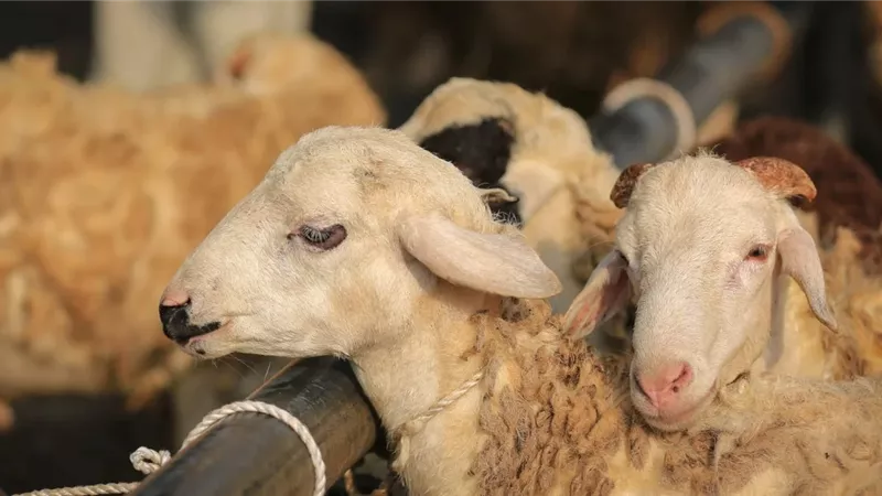 هل يجوز نذر الاضحية لأهل المسجد وهل يصح أن يأخذ منها الأغنياء؟ الإفتاء تجيب