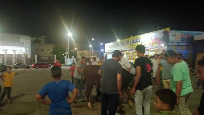 لحظة الإمساك بعجل هائج هرب من جزار في الإسماعيلية ليلة العيد ..فيديو وصور