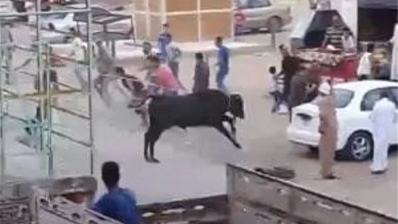 مصرع وإصابة 4 على الطريق الإقليمى بالمنوفية بسبب ( عجل ) أضحية العيد