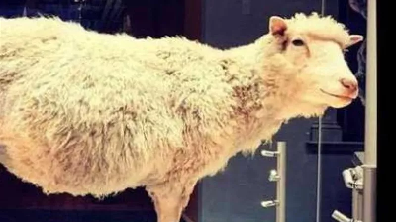 المجازر الآلية تستقبل الأضاحي في أول أيام عيد الأضحى