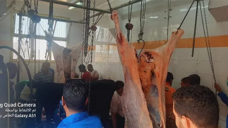فى أول أيام عيد الأضحى .. إقبال كثيف على مجزر راس غارب لذبح الأضاحى بالمجان