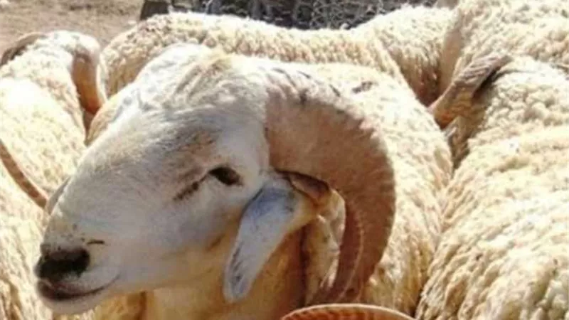 استقالة عضوة في لجنة ملكية أردنية بعدتصريحات تهاجم فيها 