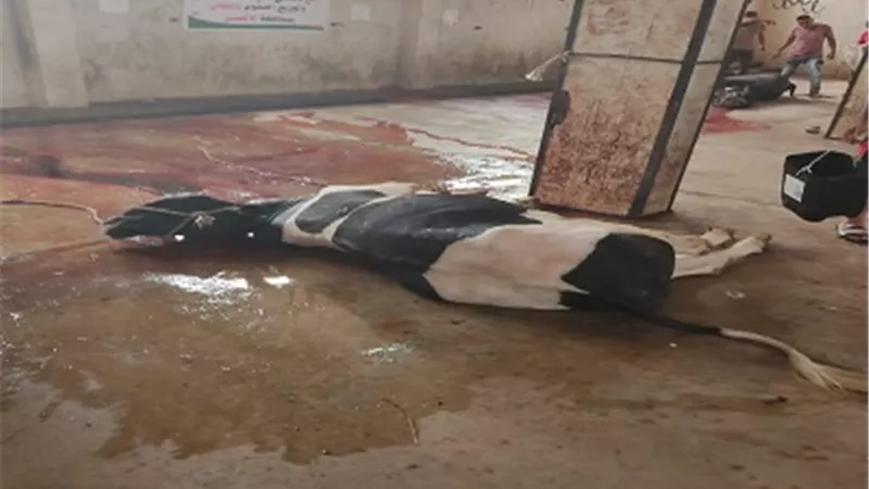صحصاح يتفقد أعمال ذبح الأضاحى بمجزر البياضية جنوب الأقصر